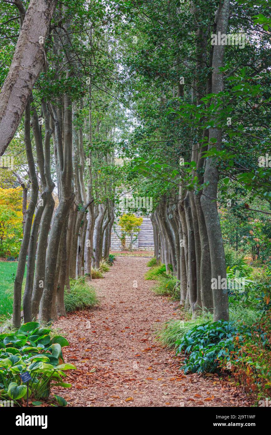 Row of trees, Yew Del Gardens, Crestwood, Kentucky (Editorial Use Only) Stock Photo