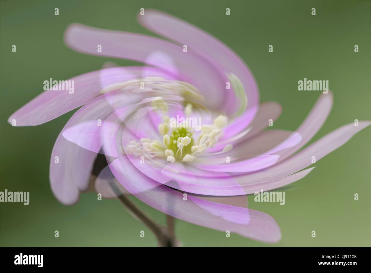 Special effect twirl on Hepatica acutiloba, The Parklands, Louisville, Kentucky Stock Photo