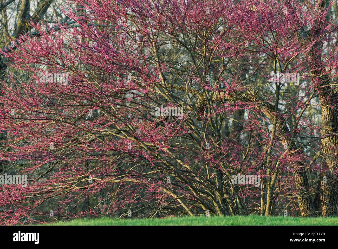 Tree with magenta light hi-res stock photography and images - Alamy