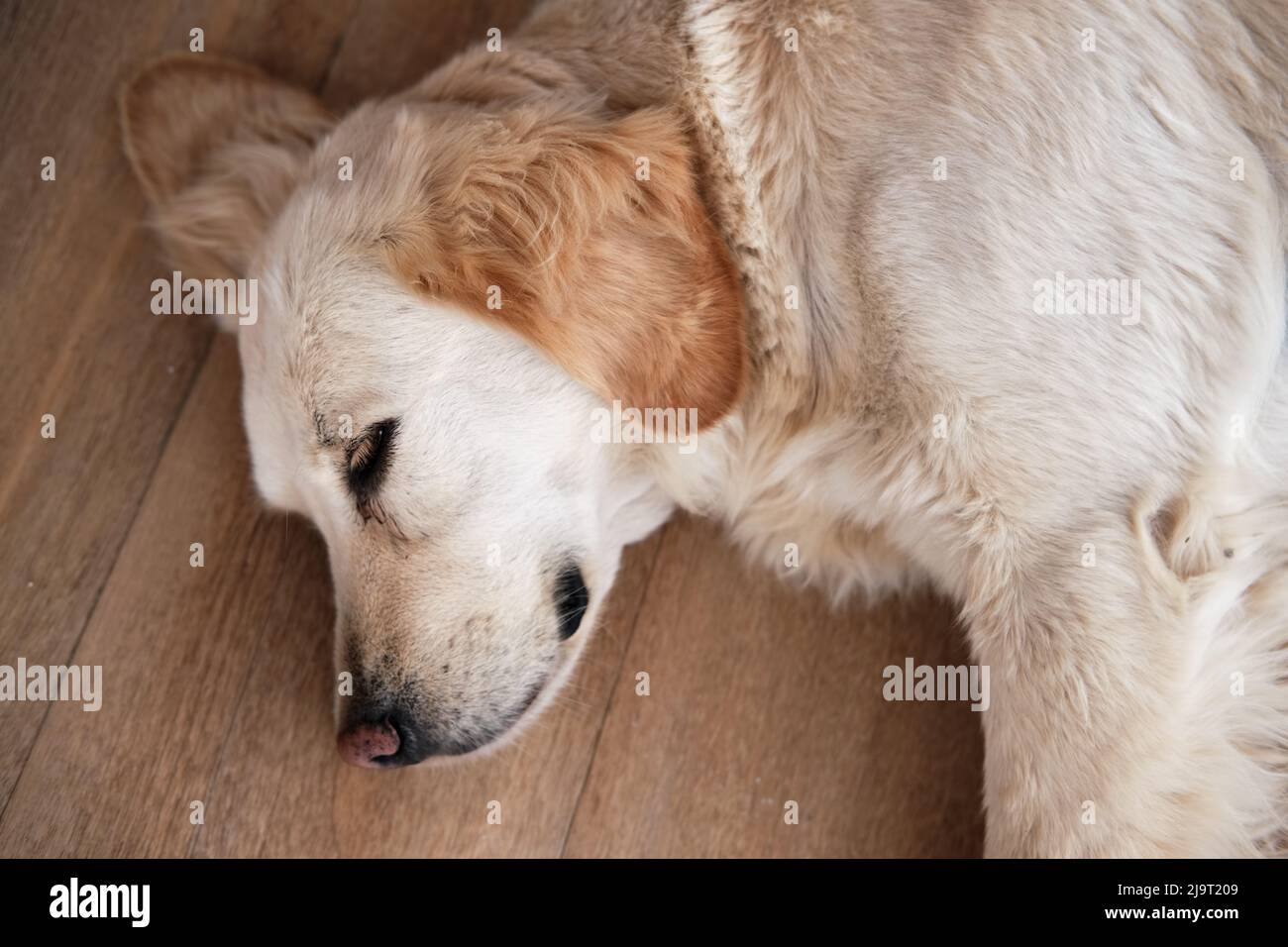 Cute golden retriever sleeping on the floor. Stock Photo