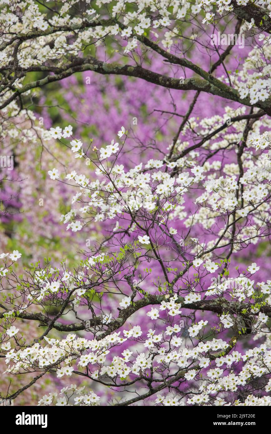 Flowering dogwood tree and distant Eastern redbud, Kentucky Stock Photo