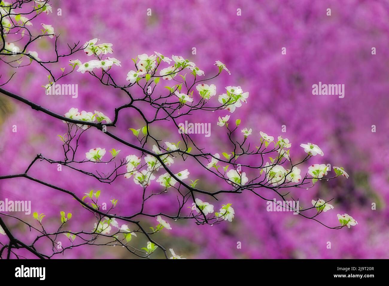 Soft focus view of flowering dogwood tree and distant Eastern redbud, Kentucky Stock Photo