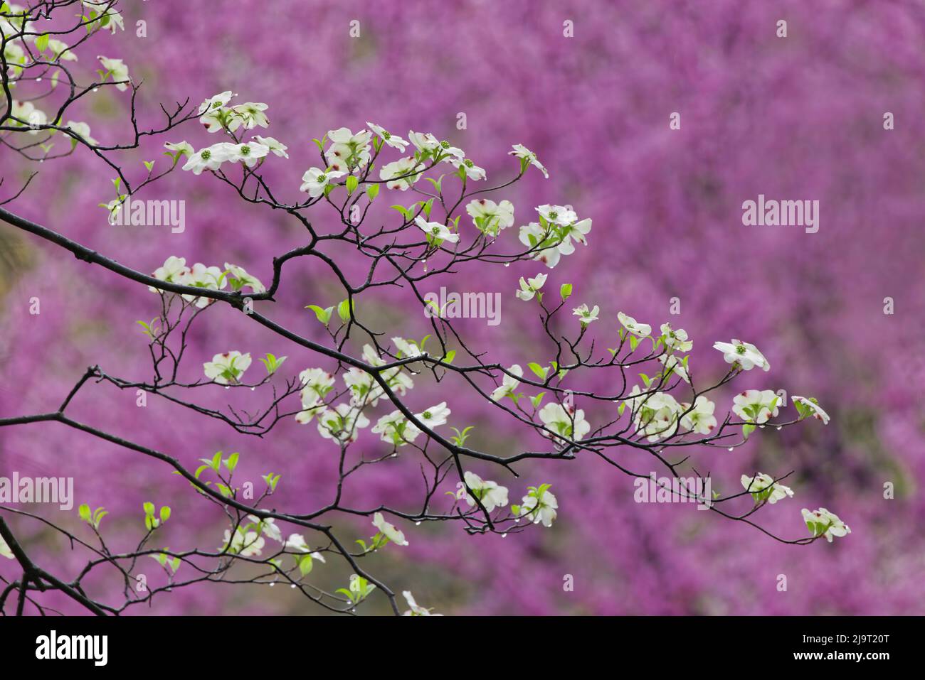 Flowering dogwood tree and distant Eastern redbud, Kentucky Stock Photo