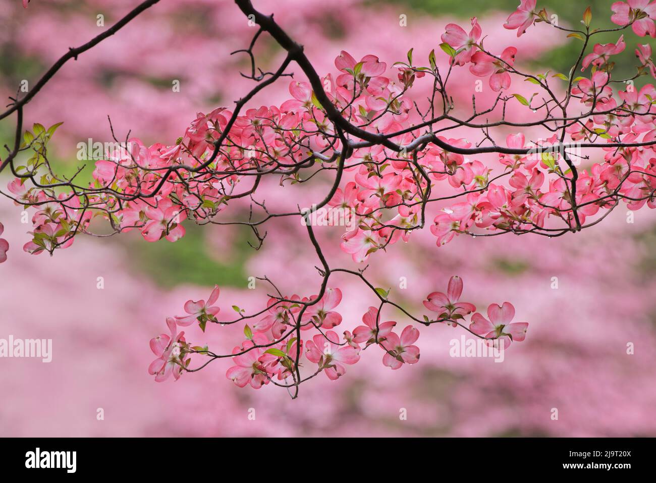Pink flowering dogwood tree branch, Kentucky Stock Photo Alamy