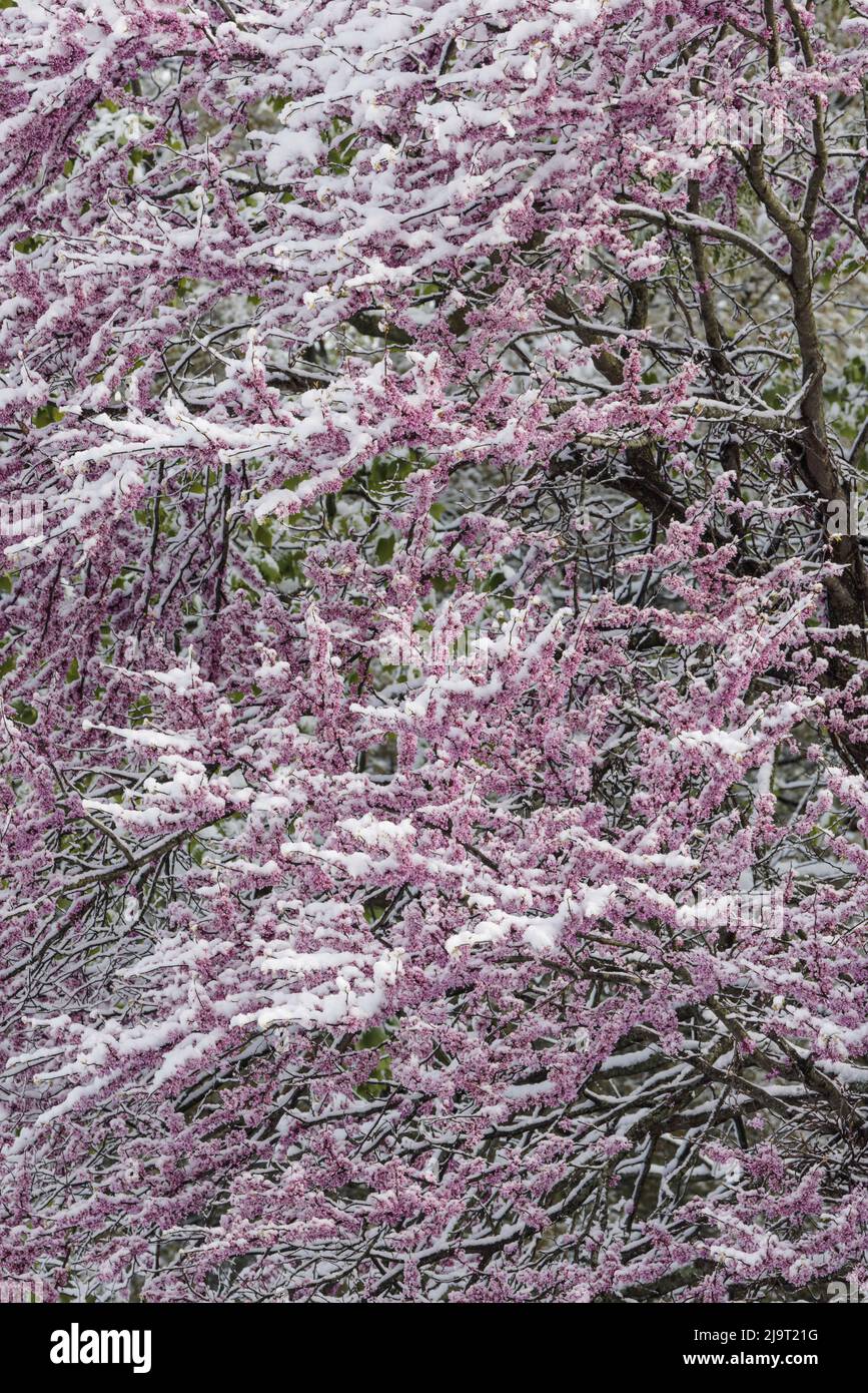 Redbud winter hi-res stock photography and images - Alamy