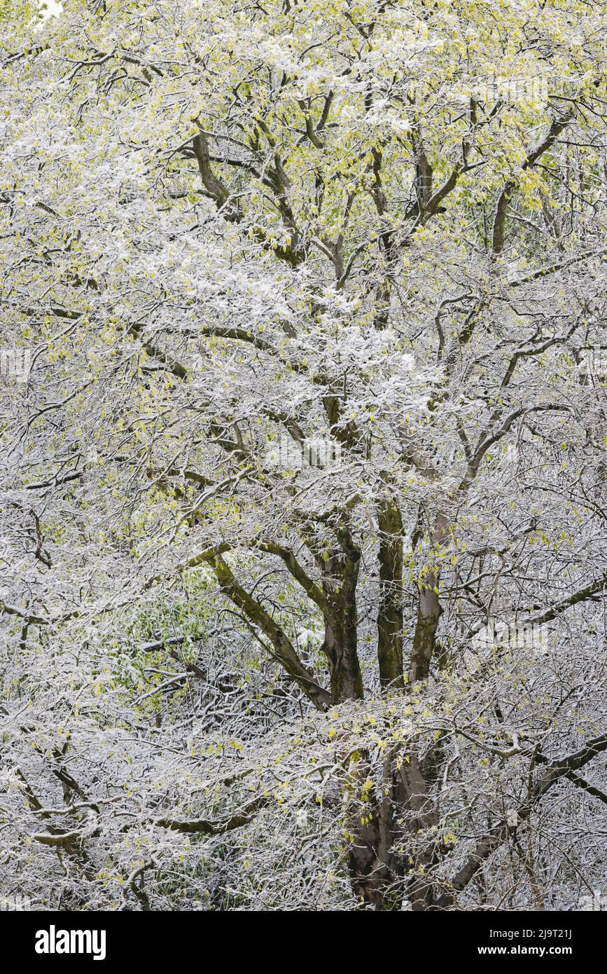 Light snow on trees in early spring, Louisville, Kentucky Stock Photo