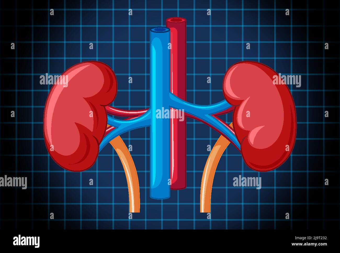 Human internal organ with kidney illustration Stock Vector Image & Art ...