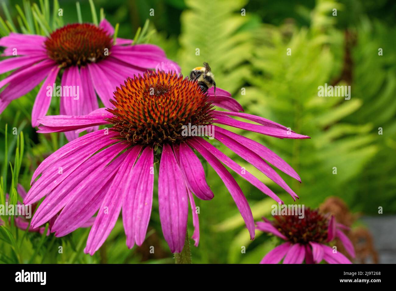 Boothbay Harbor, Maine, USA. Coastal Maine Botanical Gardens. Purple Cone Flower or Blacksamson Echinacea (Echinacea angustifolia) with honeybees Stock Photo