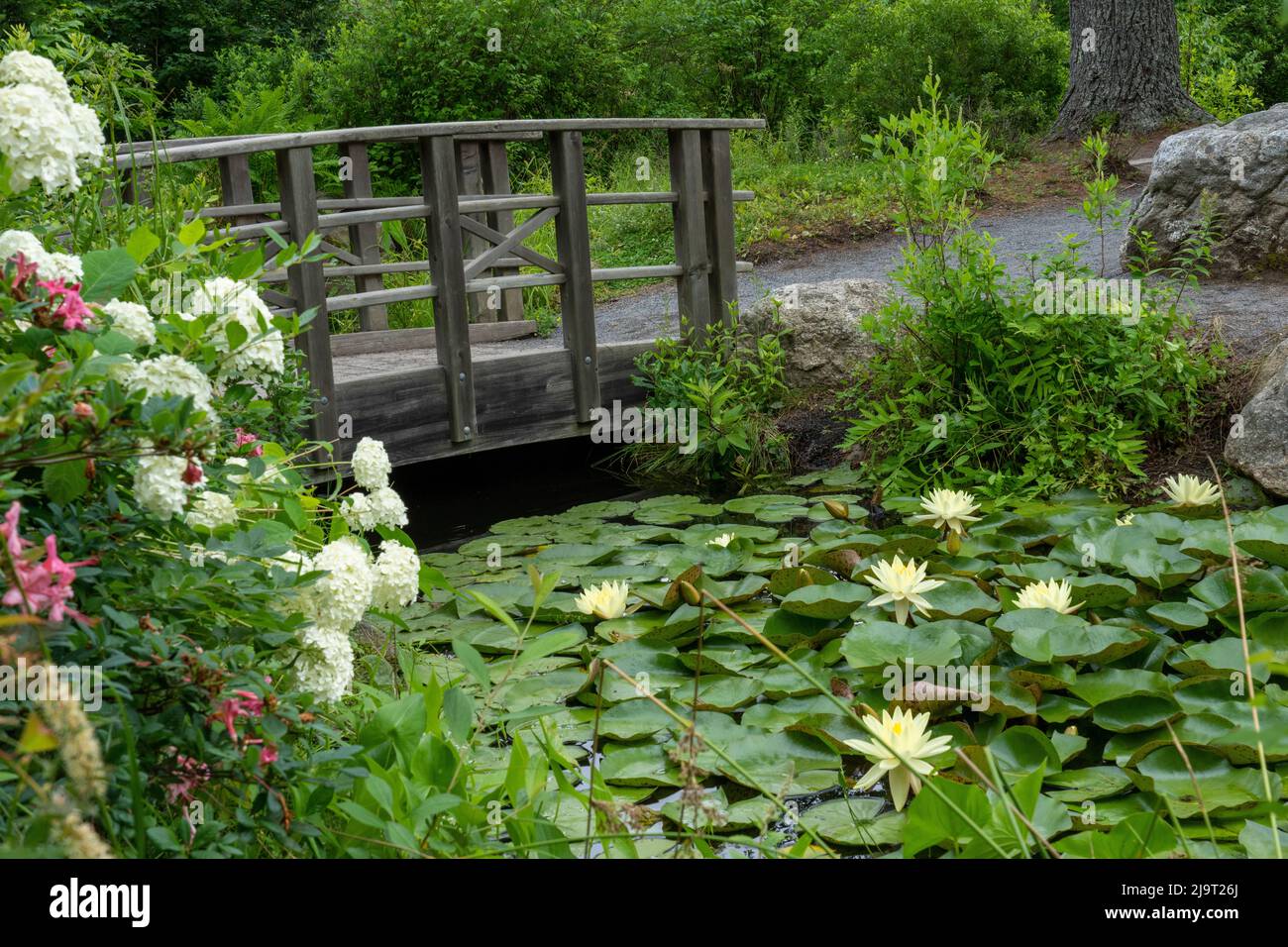 Boothbay Harbor, Maine, USA. Coastal Maine Botanical Gardens. Yellow