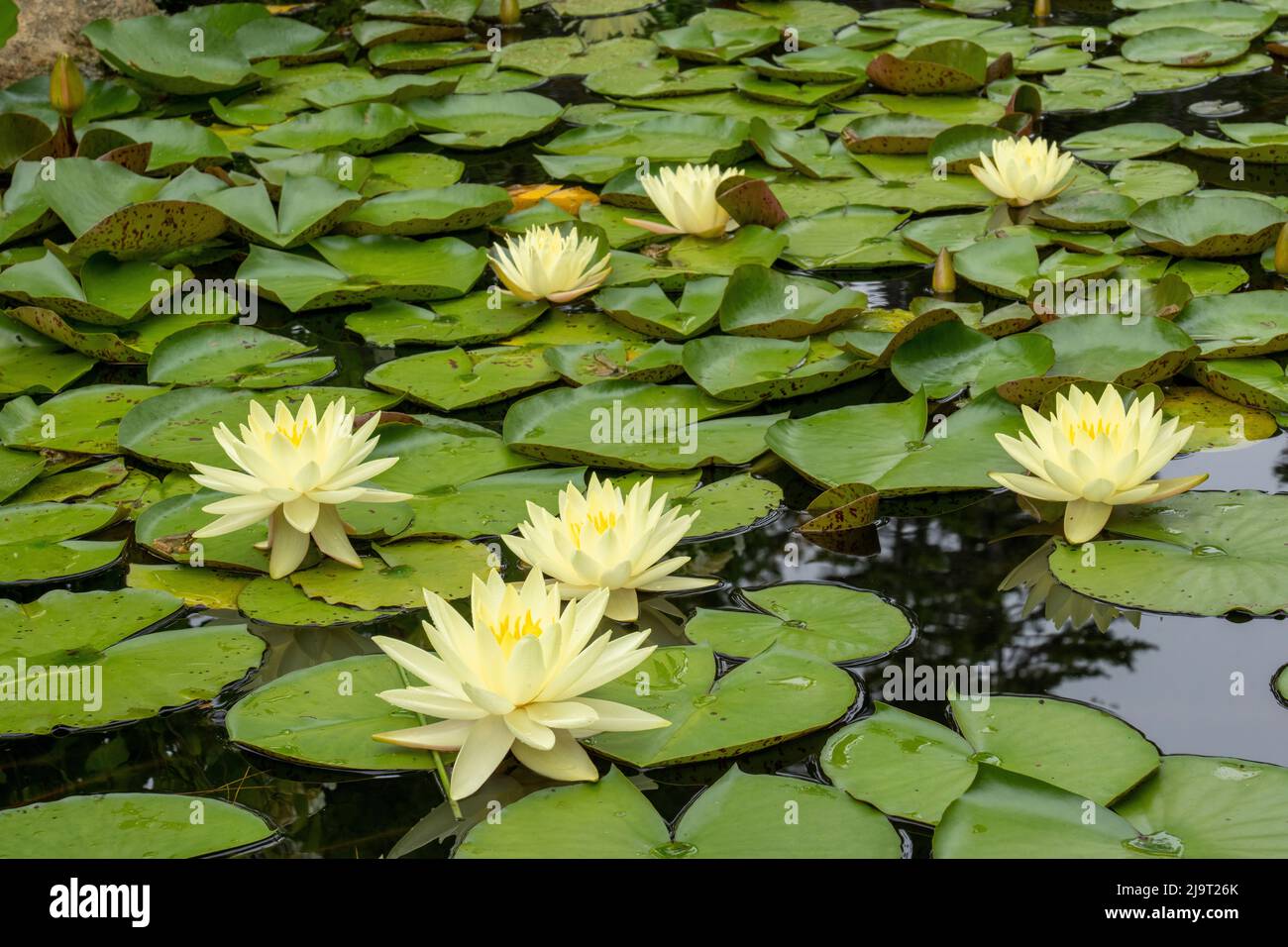 Boothbay Harbor, Maine, USA. Coastal Maine Botanical Gardens. Yellow