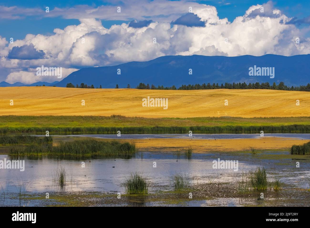 Wetlands provide critical bird habitat in the Flathead Valley, Montana, USA Stock Photo
