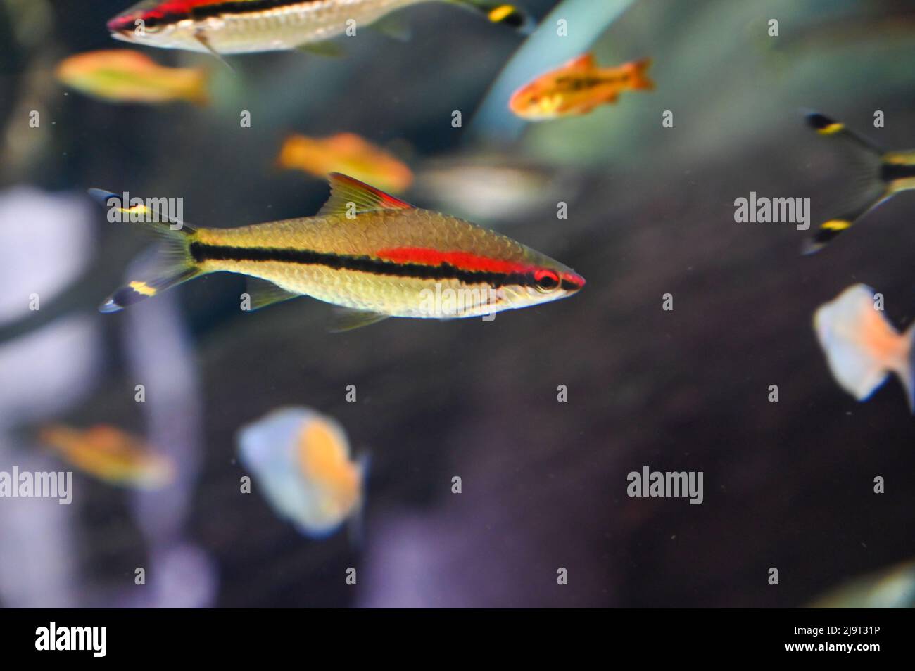 Small Fishes swimming in Aquarium Fish Tank Stock Photo