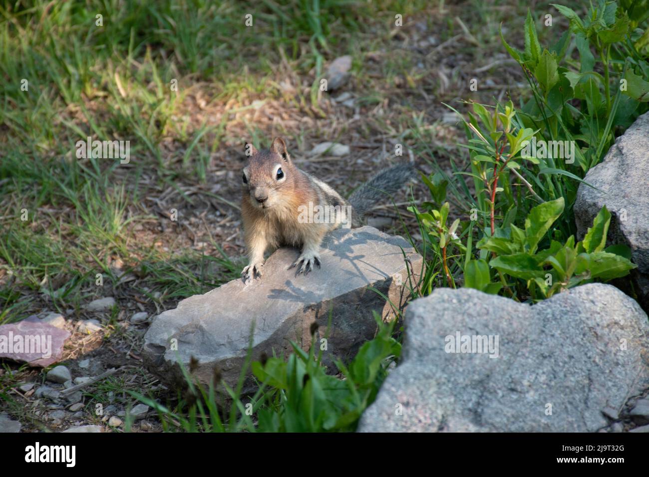 Golden-mantled Ground Squirrel (Callospermophilus lateralis), Glacier National Park, Montana, USA Stock Photo