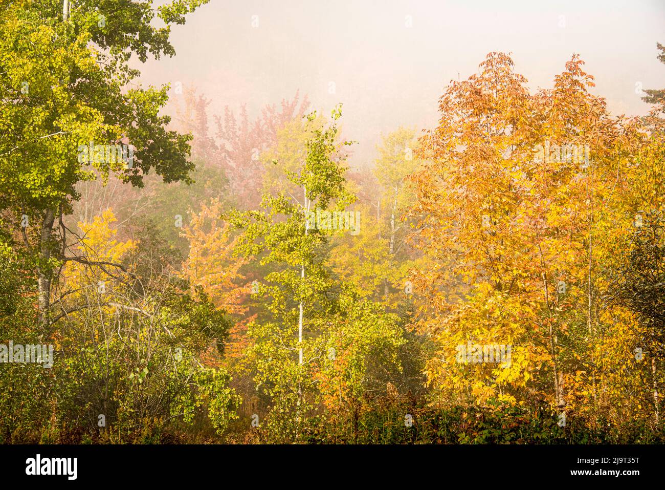 USA, New Hampshire, fall foliage north of Whitefield, along Rt. 3. Stock Photo
