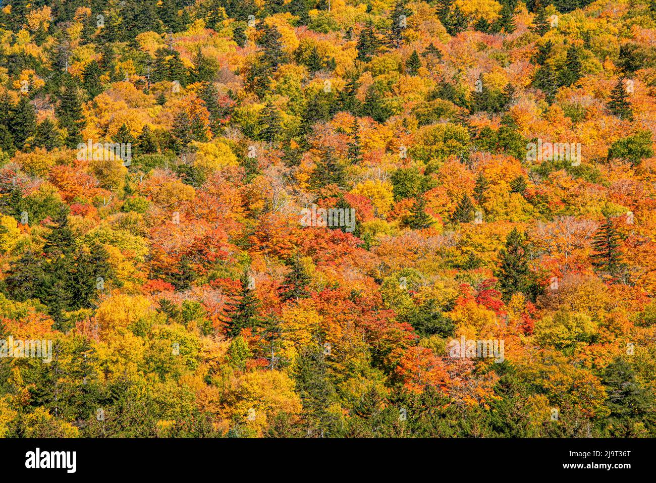USA, New Hampshire, fall foliage Bretton Woods at base of Mount ...