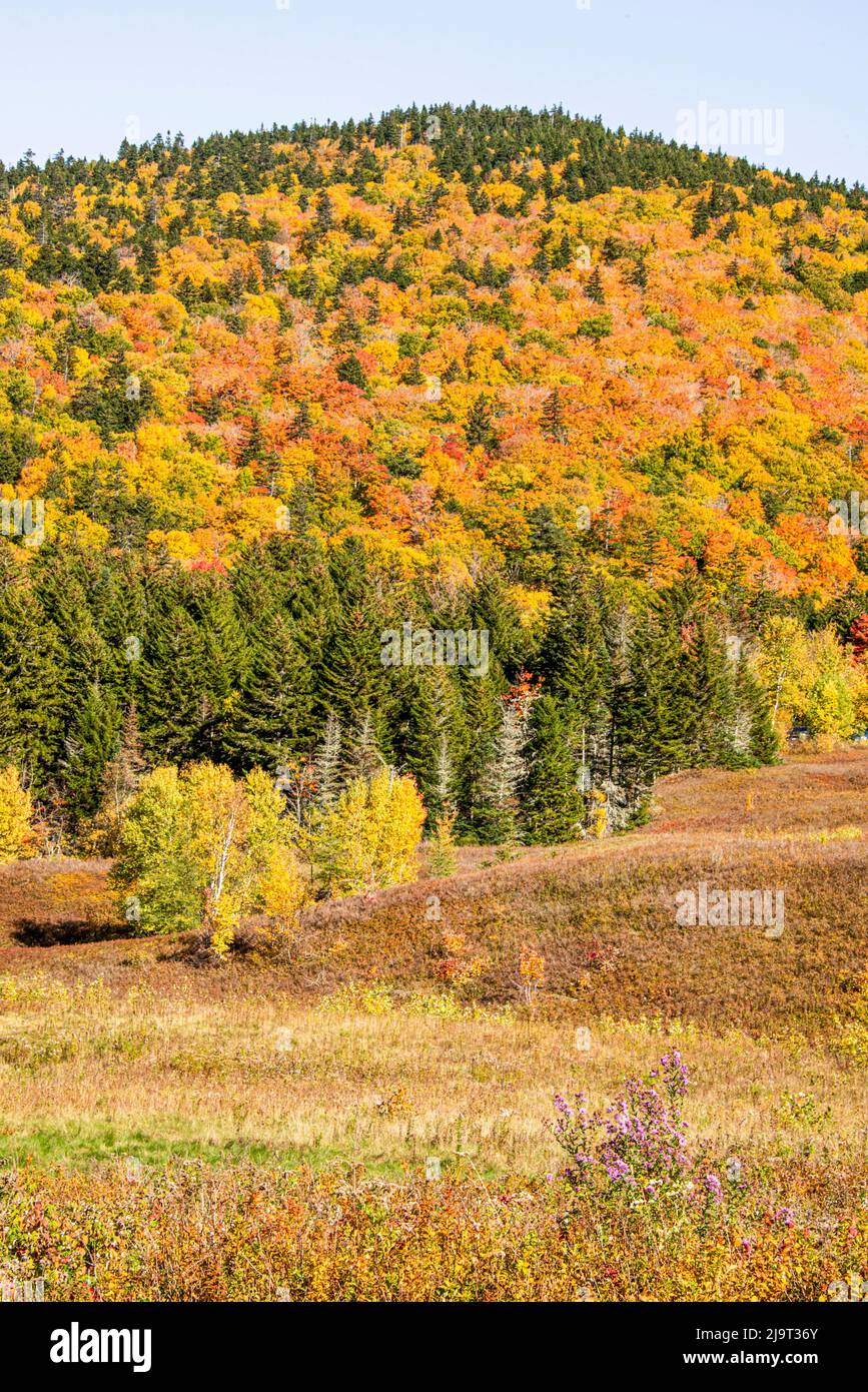 USA, New Hampshire, fall foliage Bretton Woods at base of Mount ...