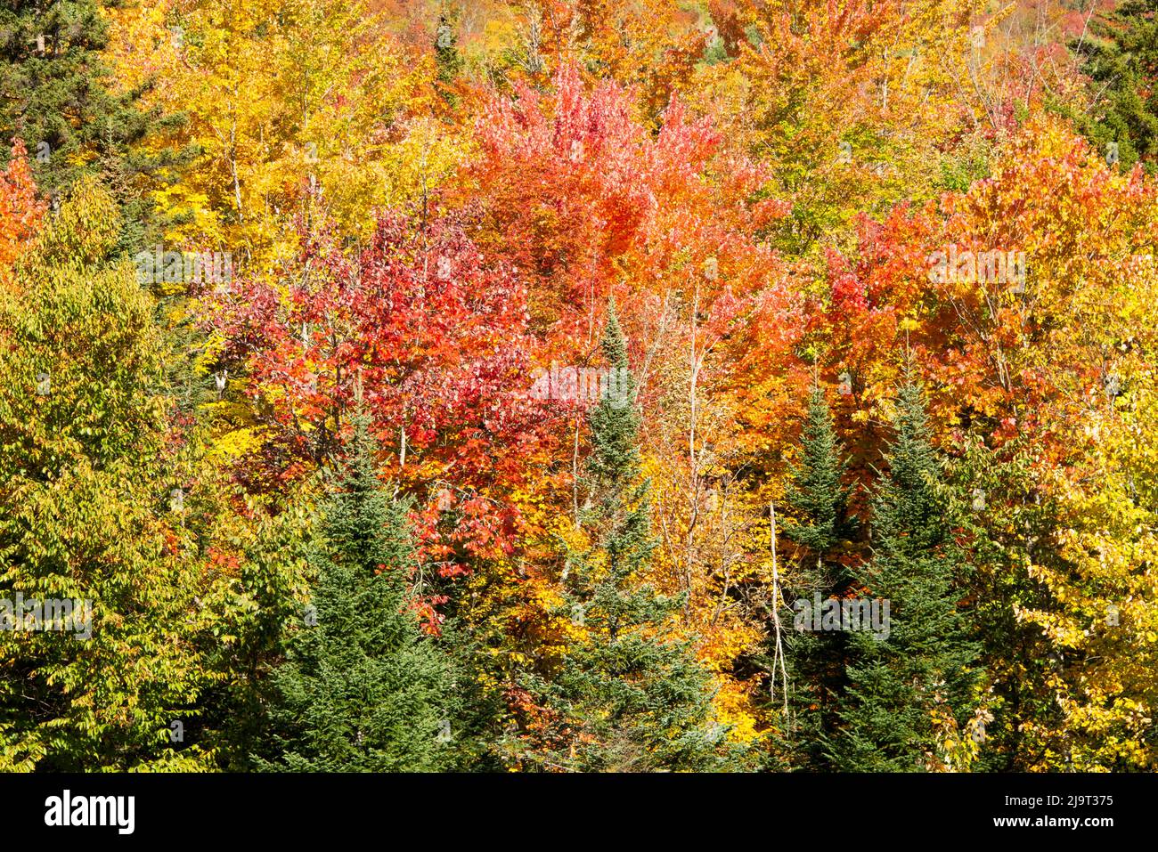 USA, New Hampshire, fall foliage Bretton Woods at base of Mount ...