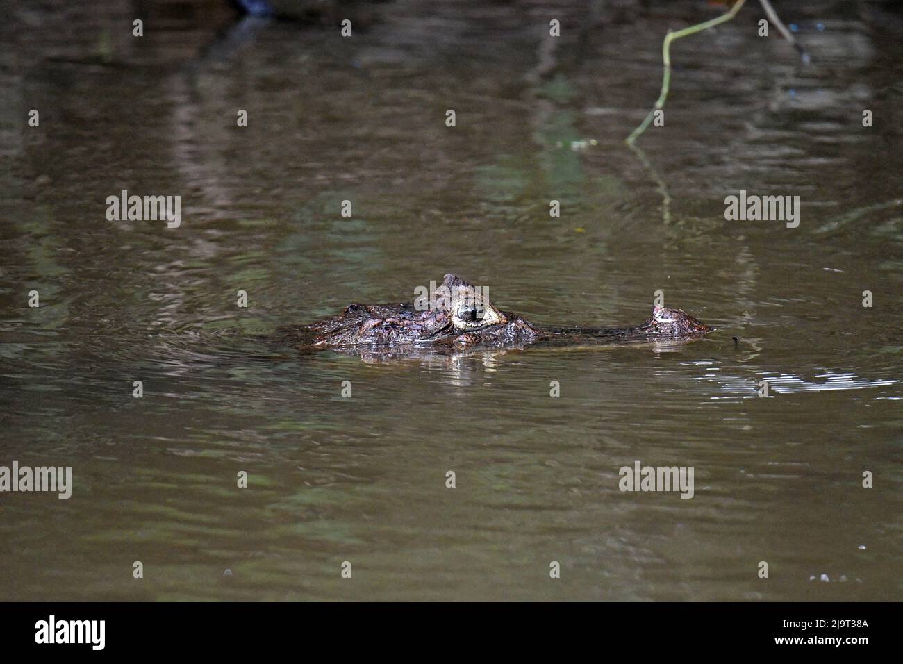 Caiman head in central american river Stock Photo