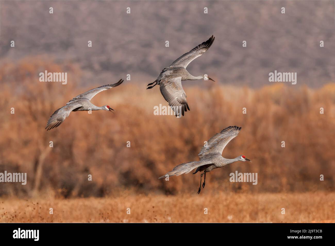 Sandhill crane landing. Bosque del Apache National Wildlife Refuge, New