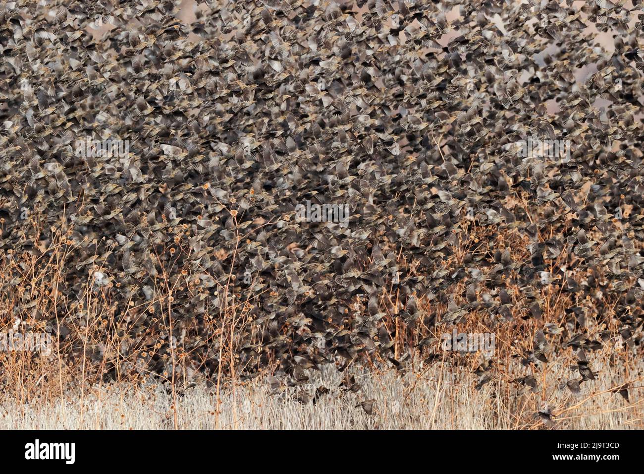 Large murmuration of female and juvenile red-winged blackbird. Bosque del Apache National Wildlife Refuge, New Mexico Stock Photo