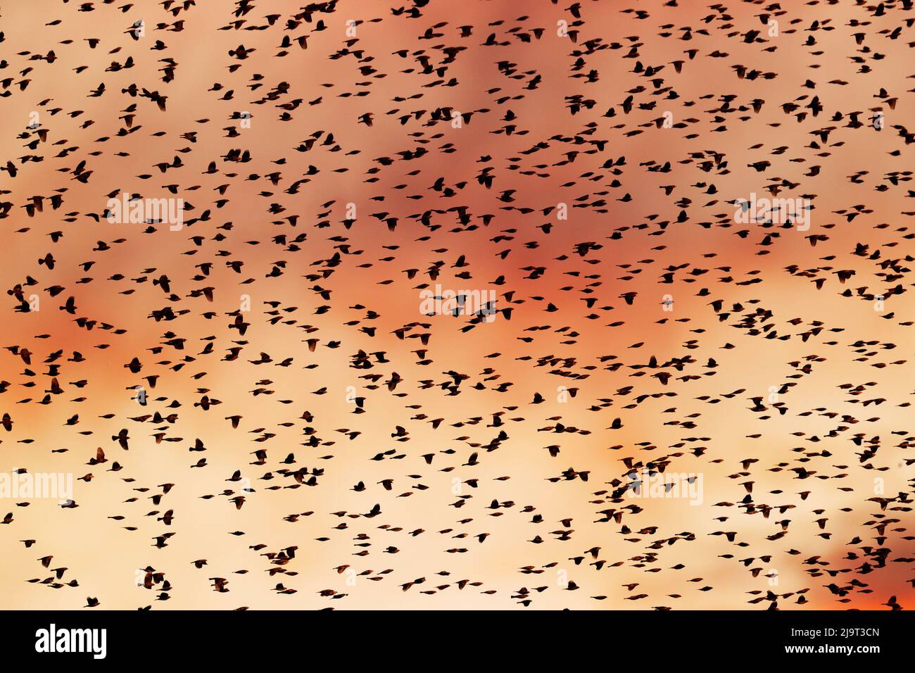 Large murmuration of female and juvenile red-winged blackbirds silhouetted. Bosque del Apache National Wildlife Refuge, New Mexico Stock Photo
