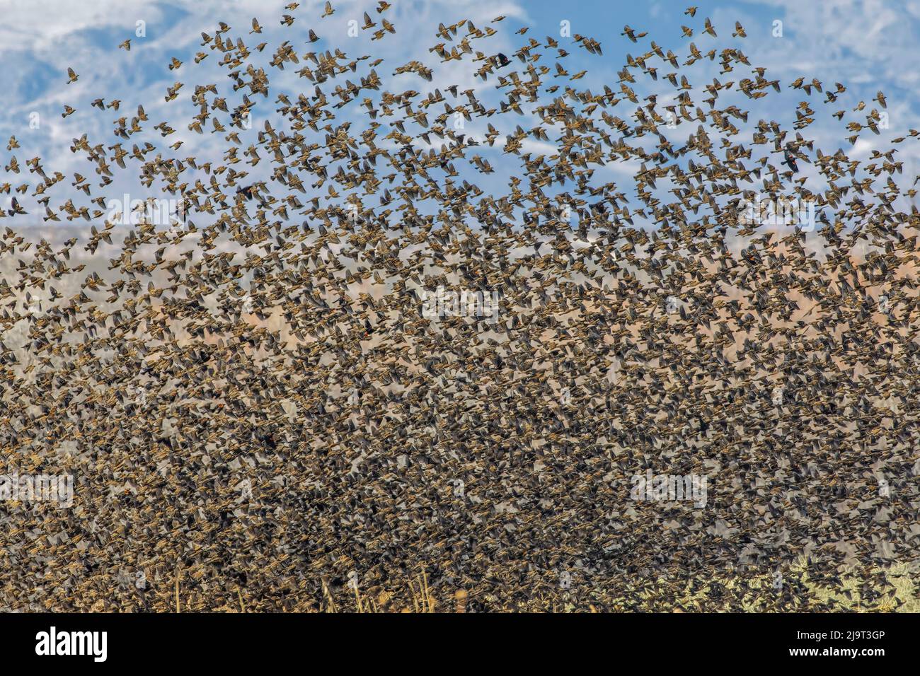 Large murmuration of female and juvenile red-winged blackbird. Bosque del Apache National Wildlife Refuge, New Mexico Stock Photo