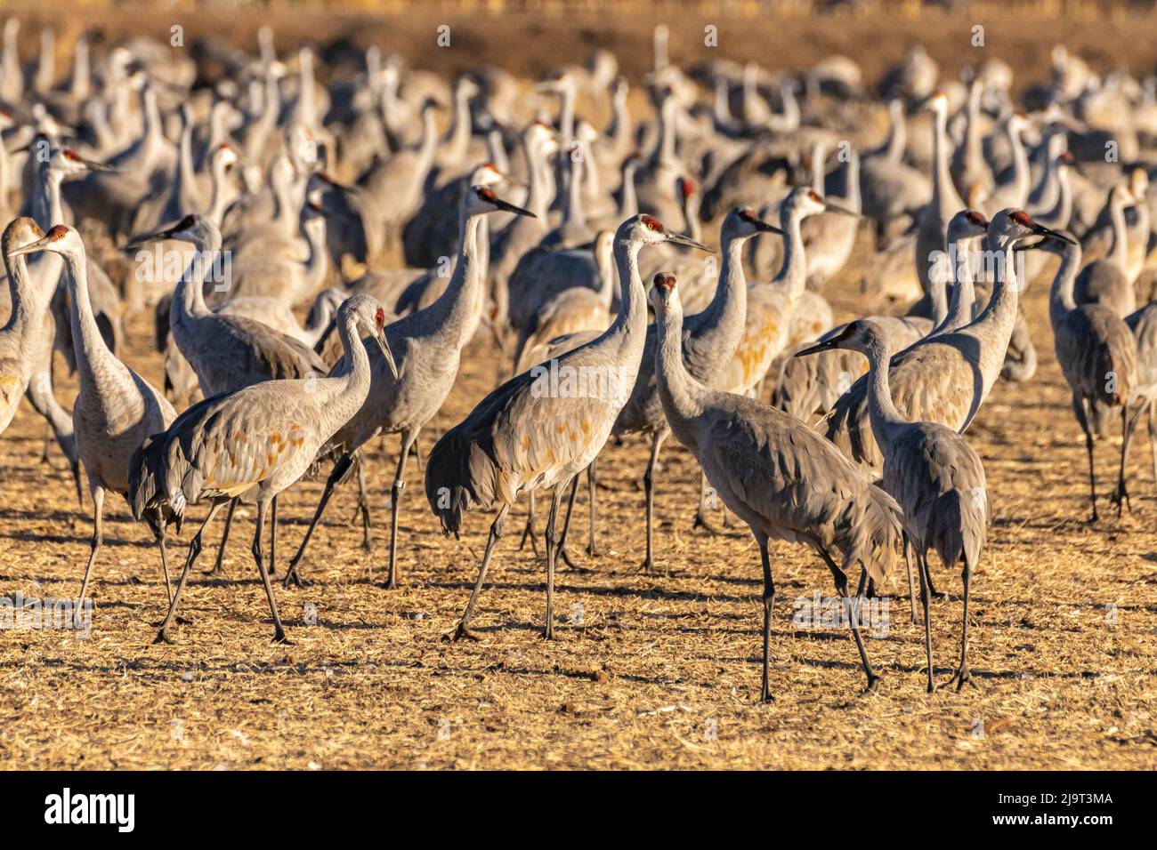 USA, New Mexico, Bernardo Wildlife Management Area. Sandhill cranes grouped in a field. Stock Photo
