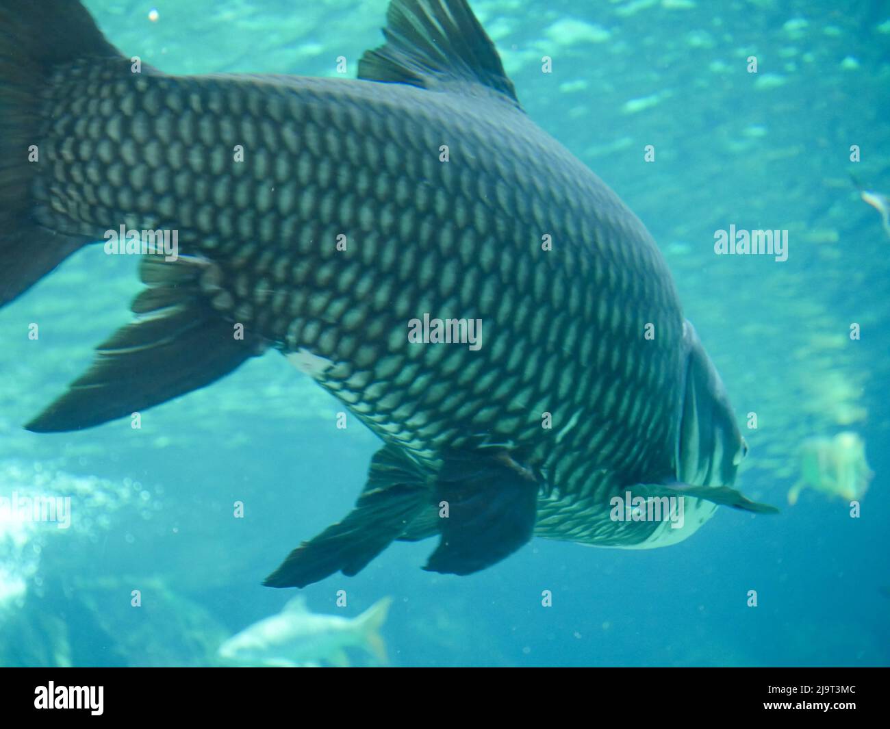 giant siamese carp also known as giant barb, Siamese giant carp, or simply Siamese carp (Catlocarpio siamensis) swimming in big fish tank aquarium Stock Photo