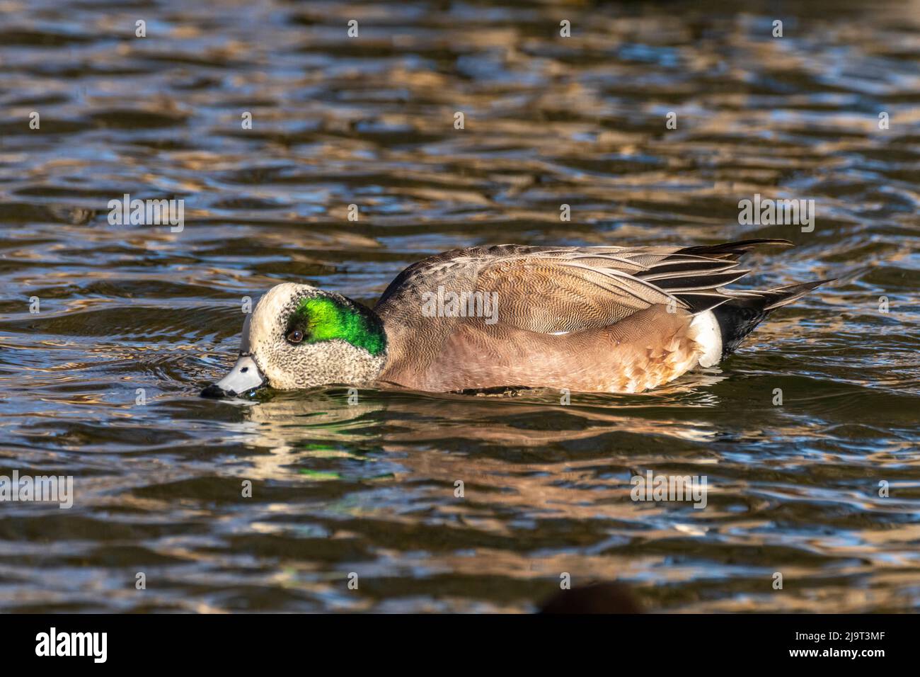 USA, New Mexico, Bernalillo County. Male American wigeon duck in water. Stock Photo