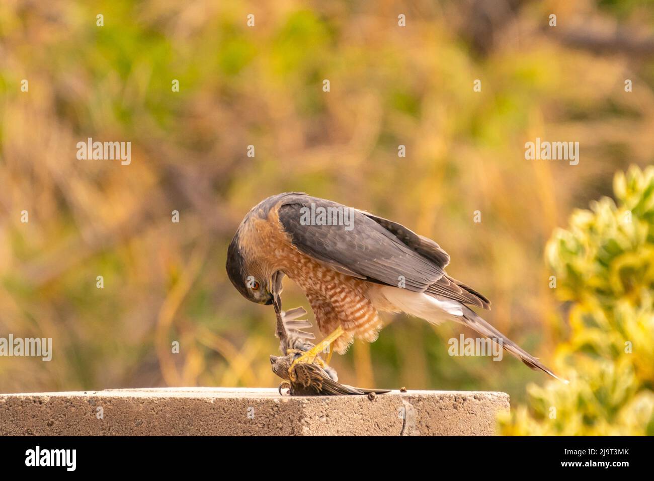 USA, New Mexico. Cooper's hawk eating bird prey Stock Photo Alamy