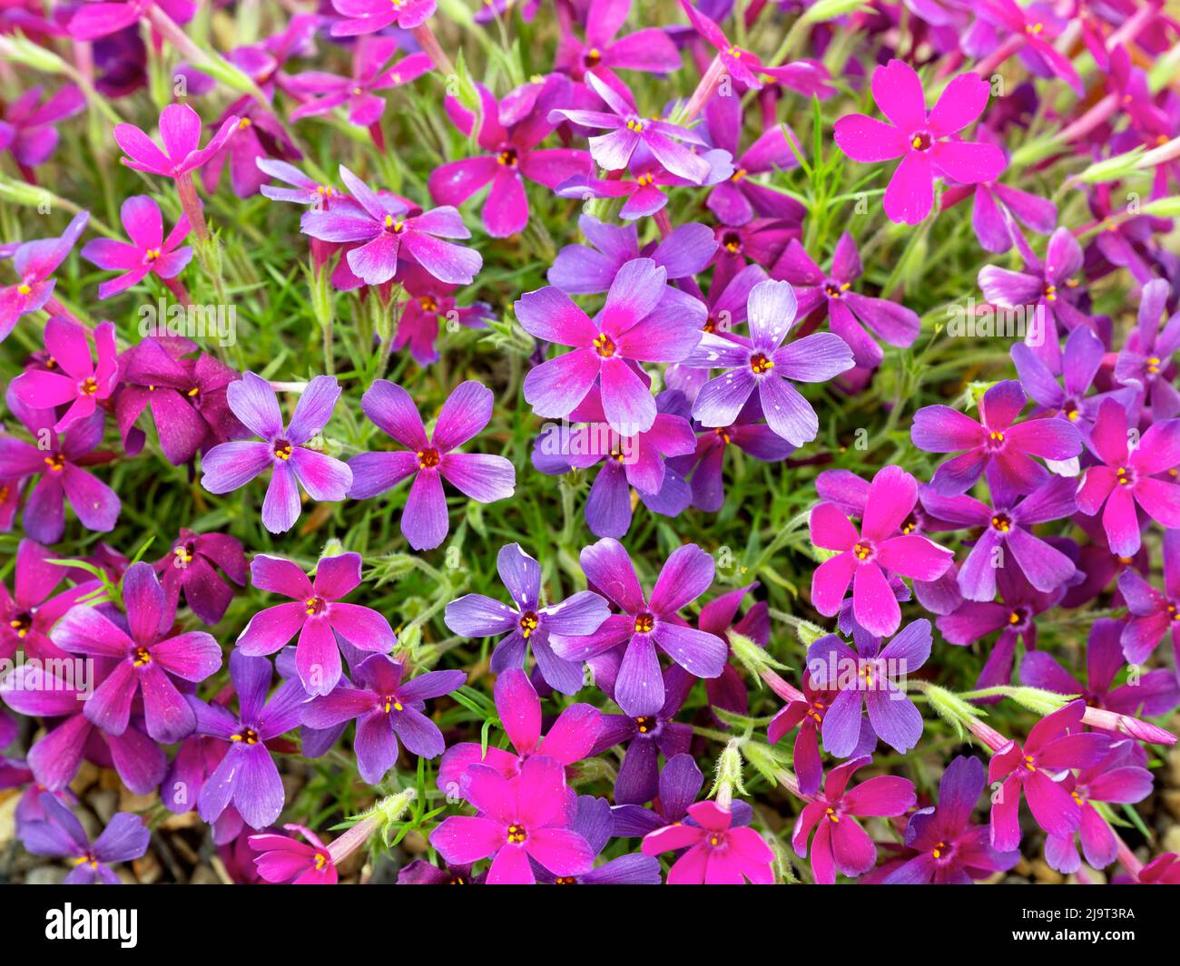 Closeup of pretty creeping phlox flowers, Phlox douglasii Crackerjack Stock Photo