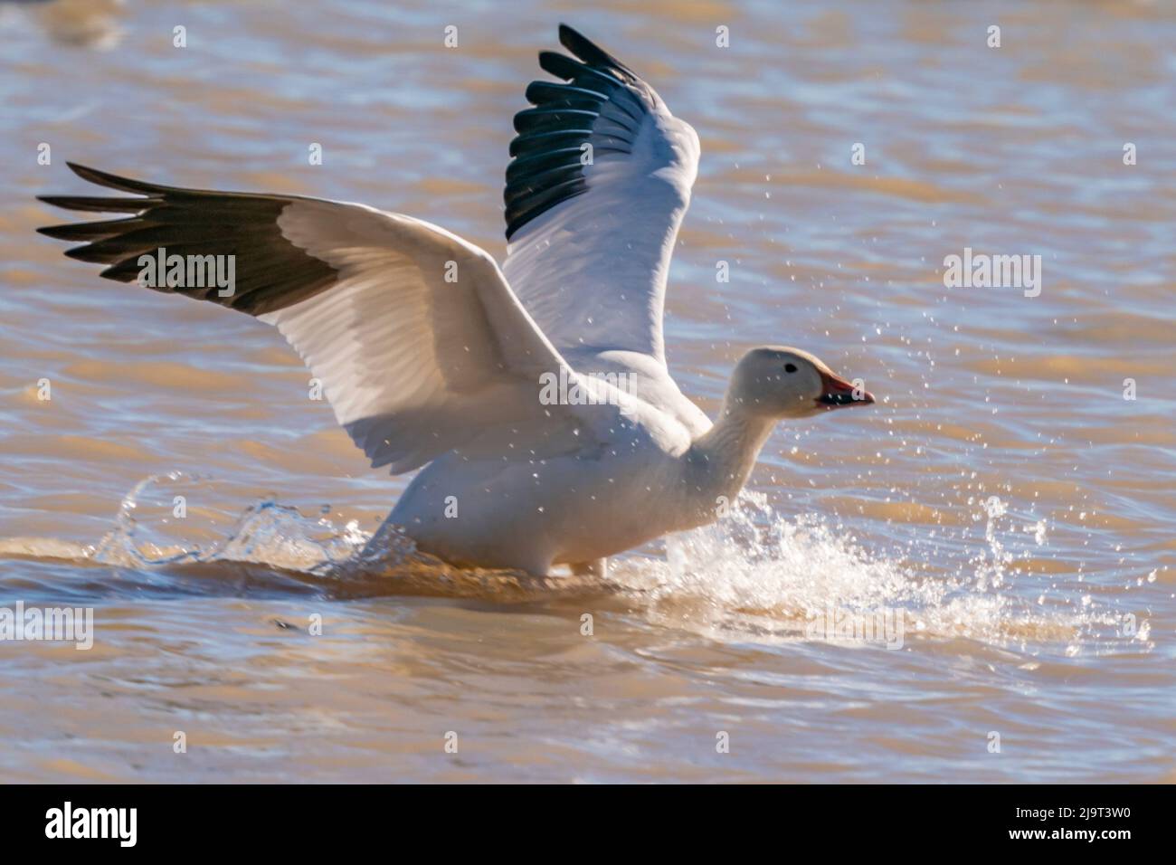 USA, New Mexico, Bosque Del Apache National Wildlife Refuge. Snow goose landing in water. Stock Photo
