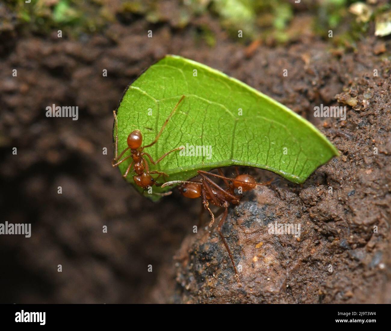 Leaf cutting ant, Costa Rica Stock Photo