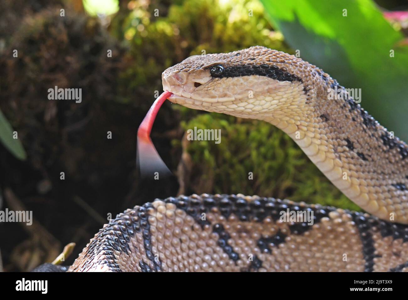 Metlapilcoatlus nummifer, Mexican jumping pitviper Stock Photo Alamy