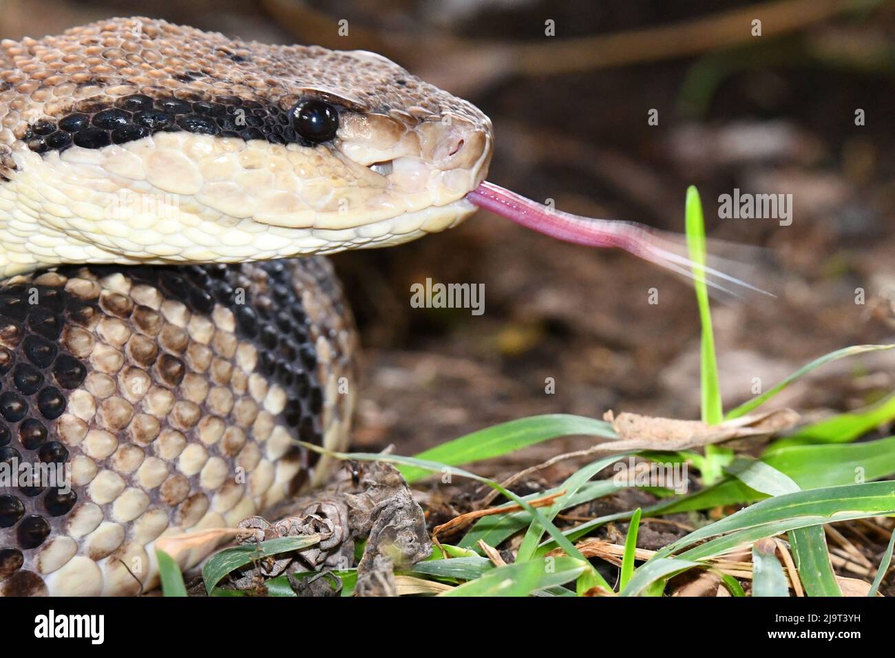 Metlapilcoatlus nummifer, Mexican jumping pitviper Stock Photo Alamy