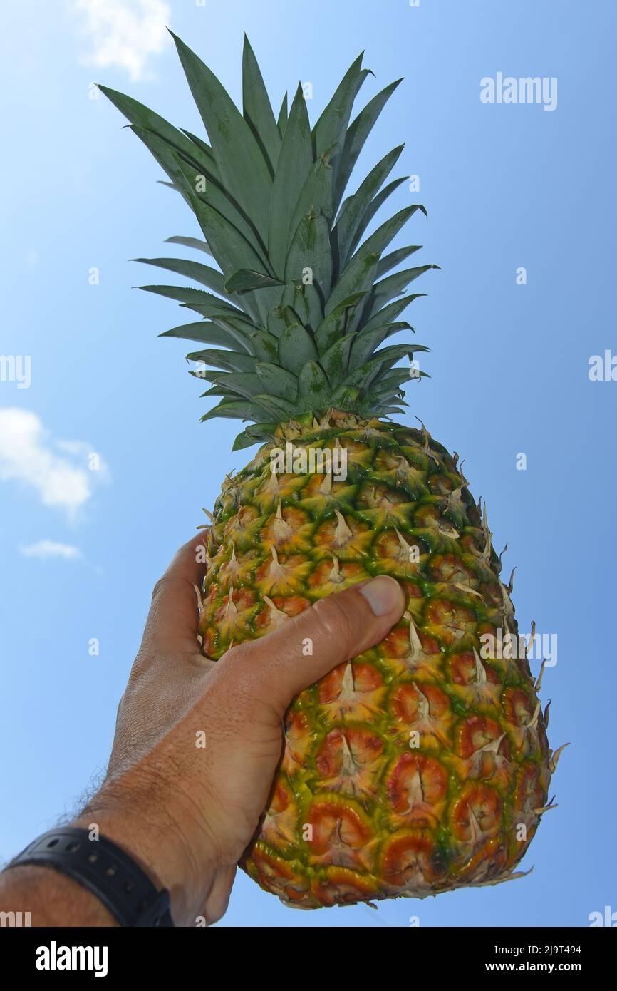 hand holding pineapple fruit outdoors Stock Photo