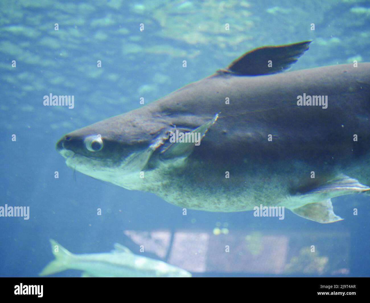 Shark catfish hi-res stock photography and images - Alamy
