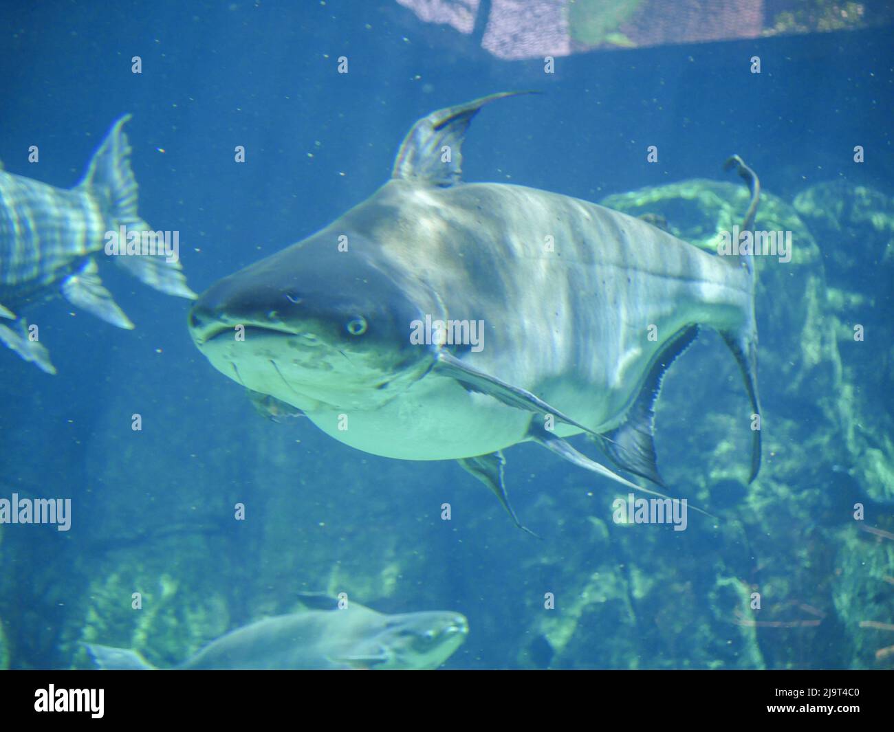 Mekong giant catfish (Pangasianodon gigas) is a large, threatened