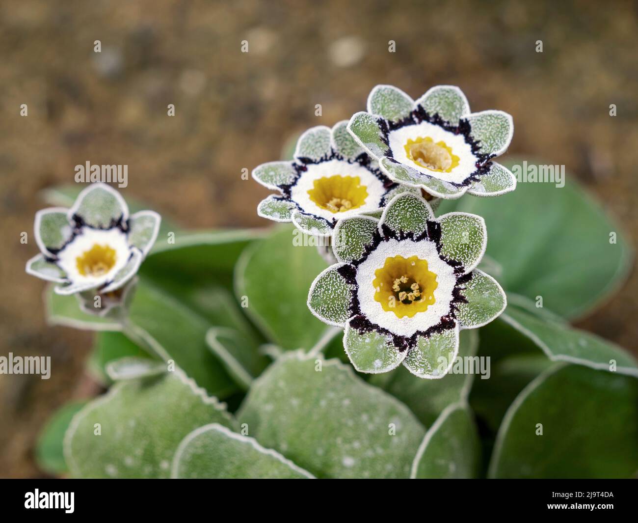 Closeup of flowers of Primula auricula Beppi Stock Photo