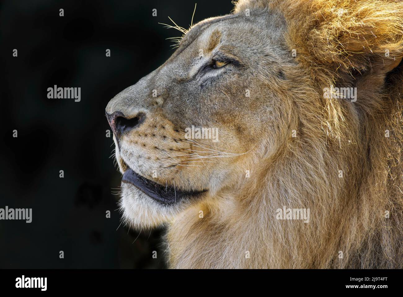 Large adult male lion, Cincinnati Zoo (Editorial Use Only) Stock Photo