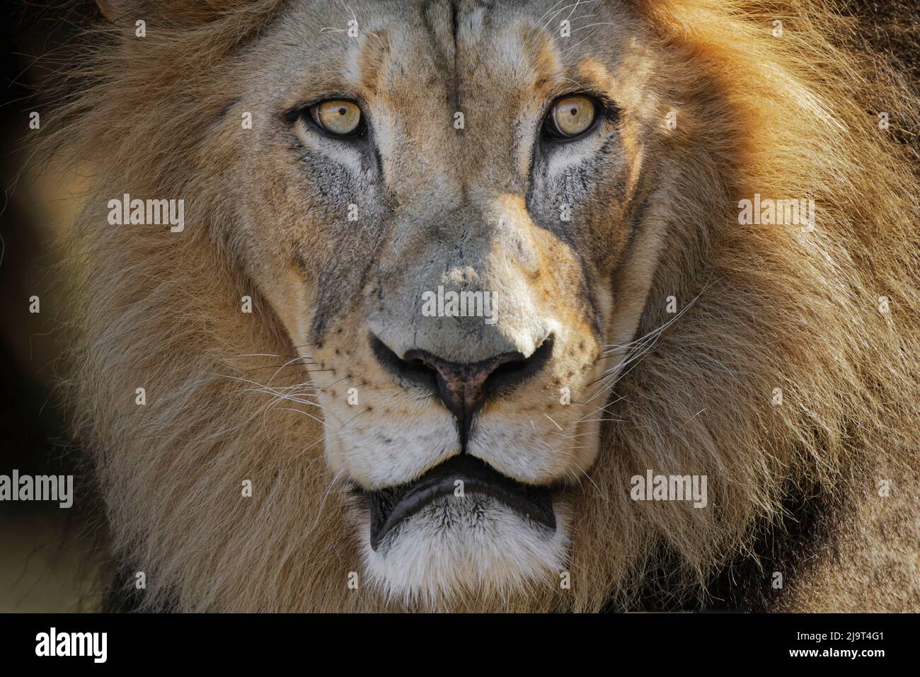 Large adult male lion, Cincinnati Zoo (Editorial Use Only) Stock Photo