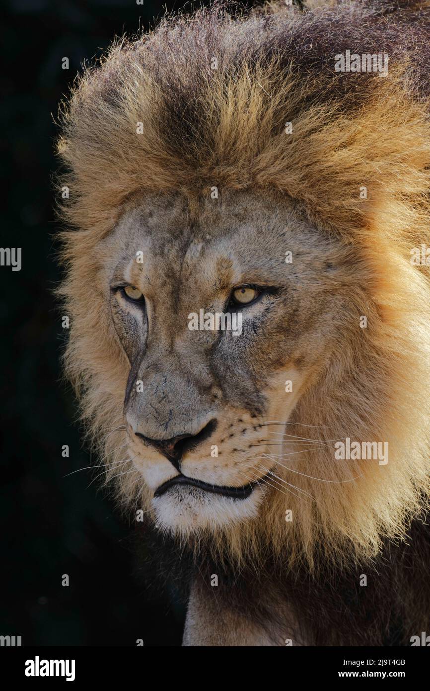 Large adult male lion, Cincinnati Zoo (Editorial Use Only) Stock Photo
