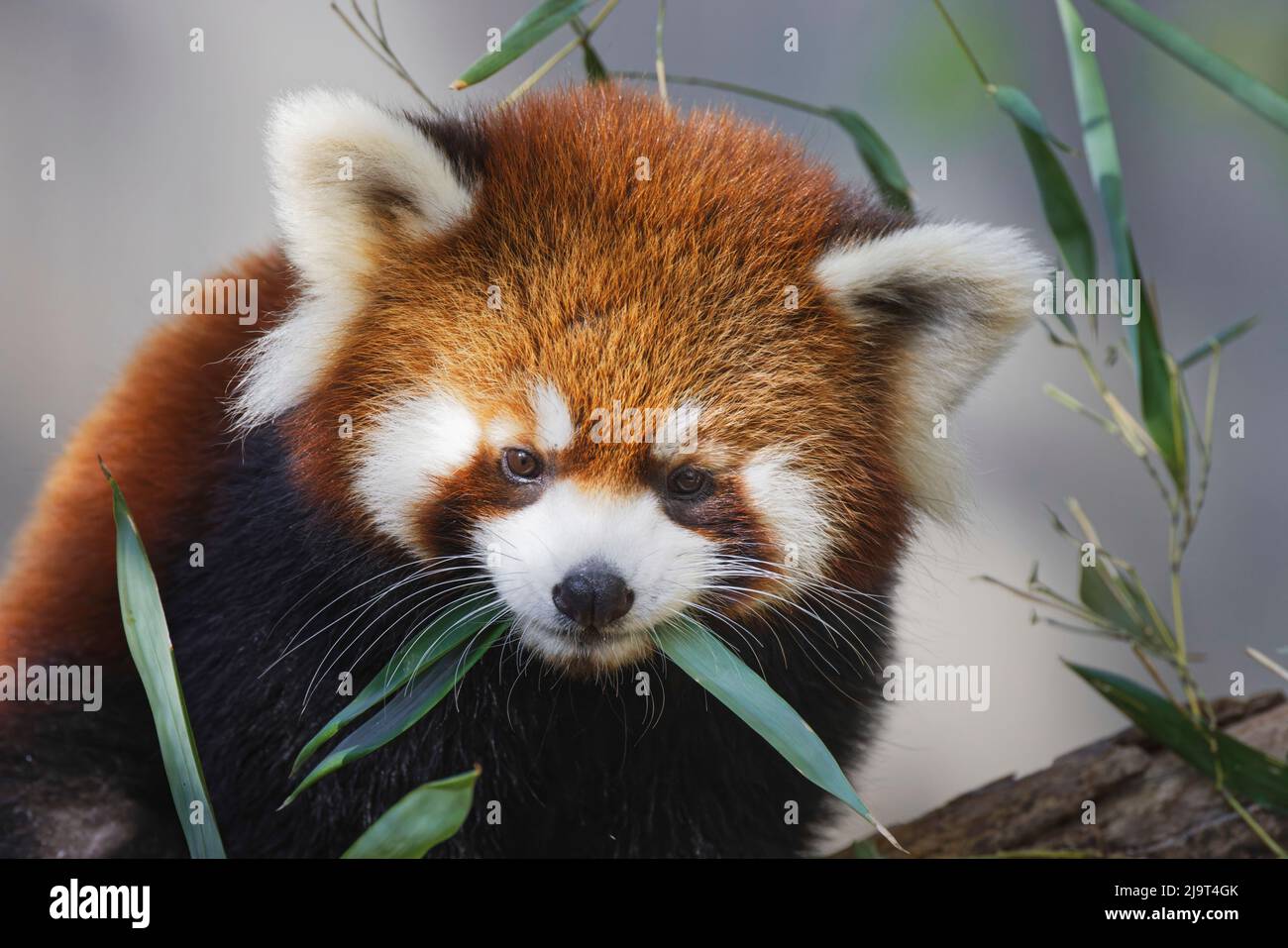 Red Panda, Cincinnati Zoo (Editorial Use Only Stock Photo - Alamy