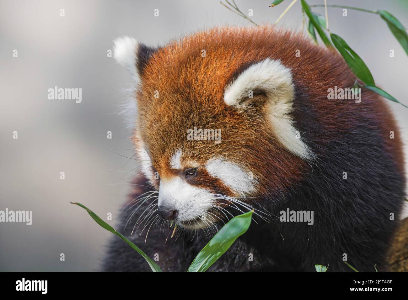 Red Panda, Cincinnati Zoo (Editorial Use Only Stock Photo Alamy