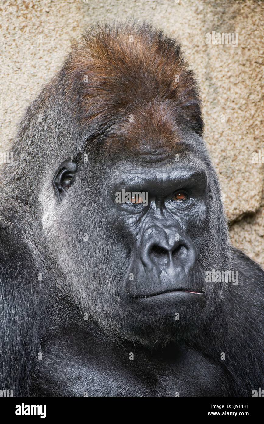 Western Gorilla, Cincinnati Zoo Stock Photo Alamy