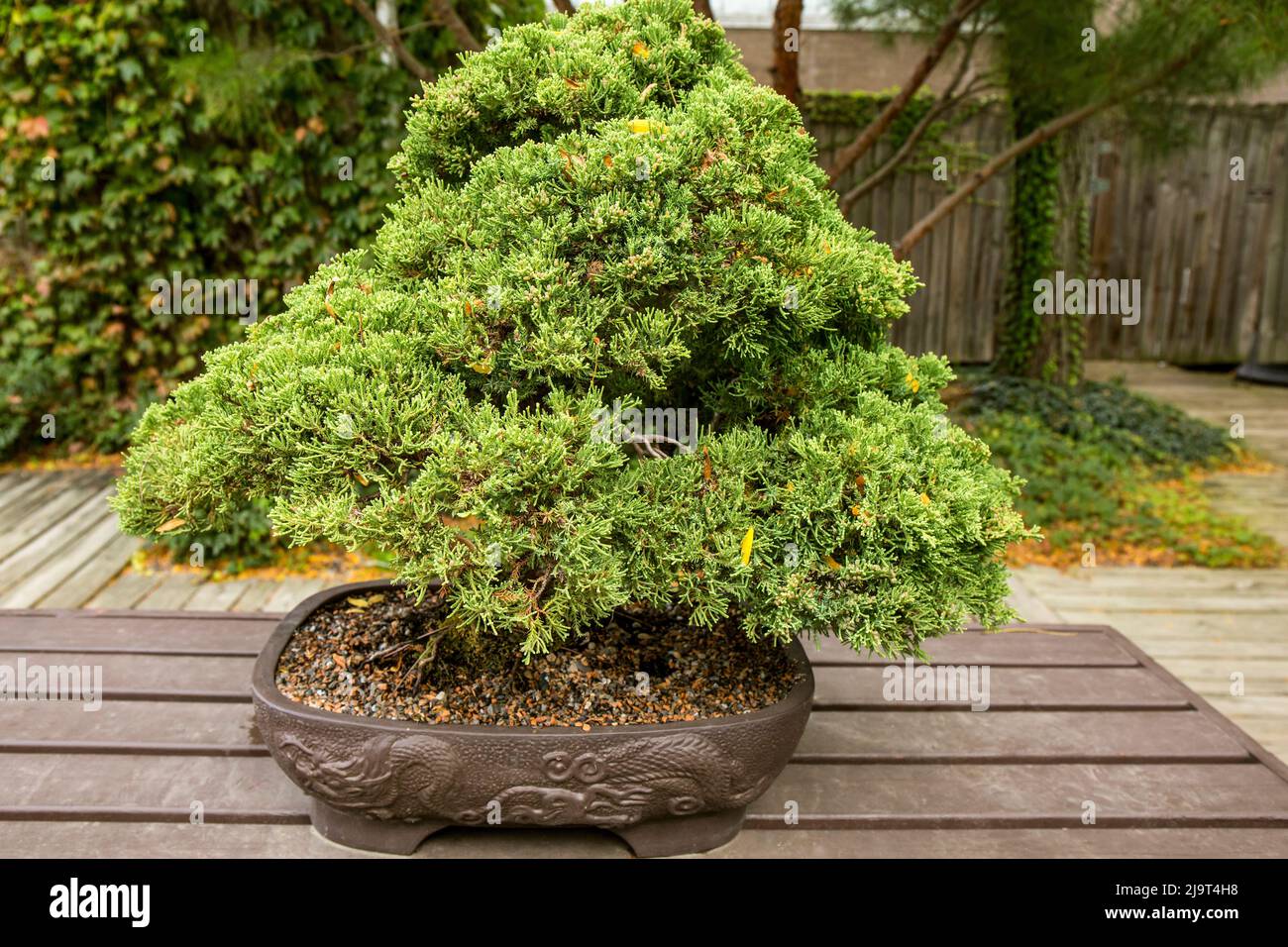 Columbus, Ohio, USA. Juniper bonsai tree. It is 8 years old Stock Photo