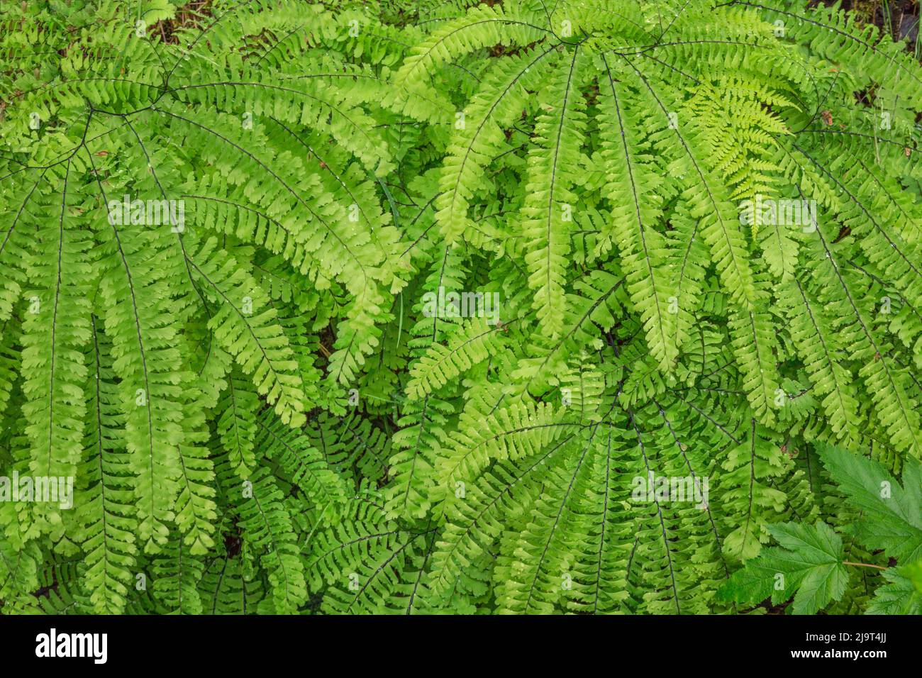 Western maidenhair fern, Columbia River Gorge National Scenic Area, Oregon Stock Photo
