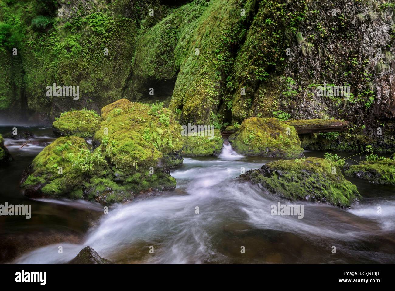 wahclella-falls-along-tanner-creek-columbia-river-gorge-oregon-stock