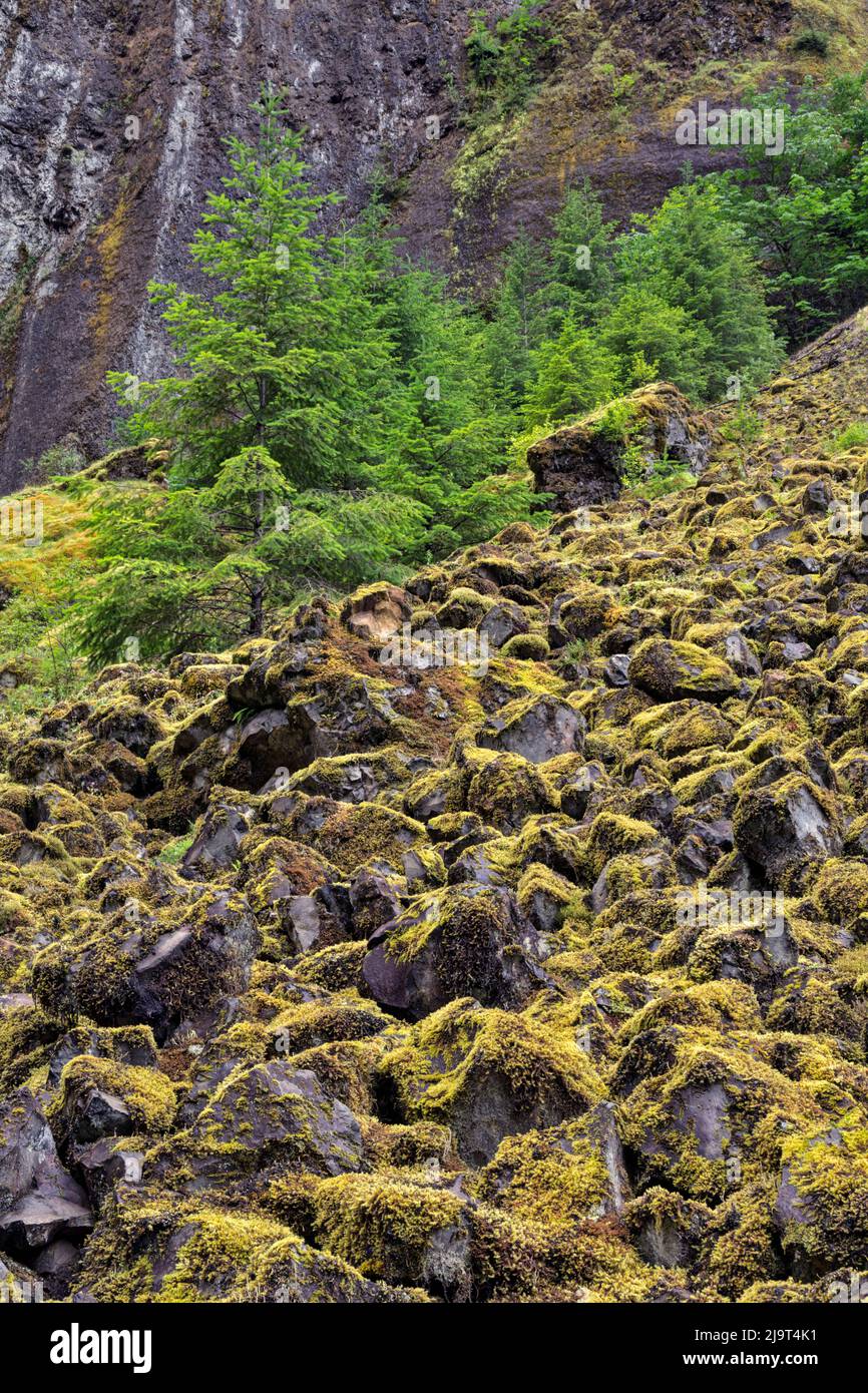 Moss covered rock slope along Tanner Creek, Columbia River Gorge, Oregon Stock Photo