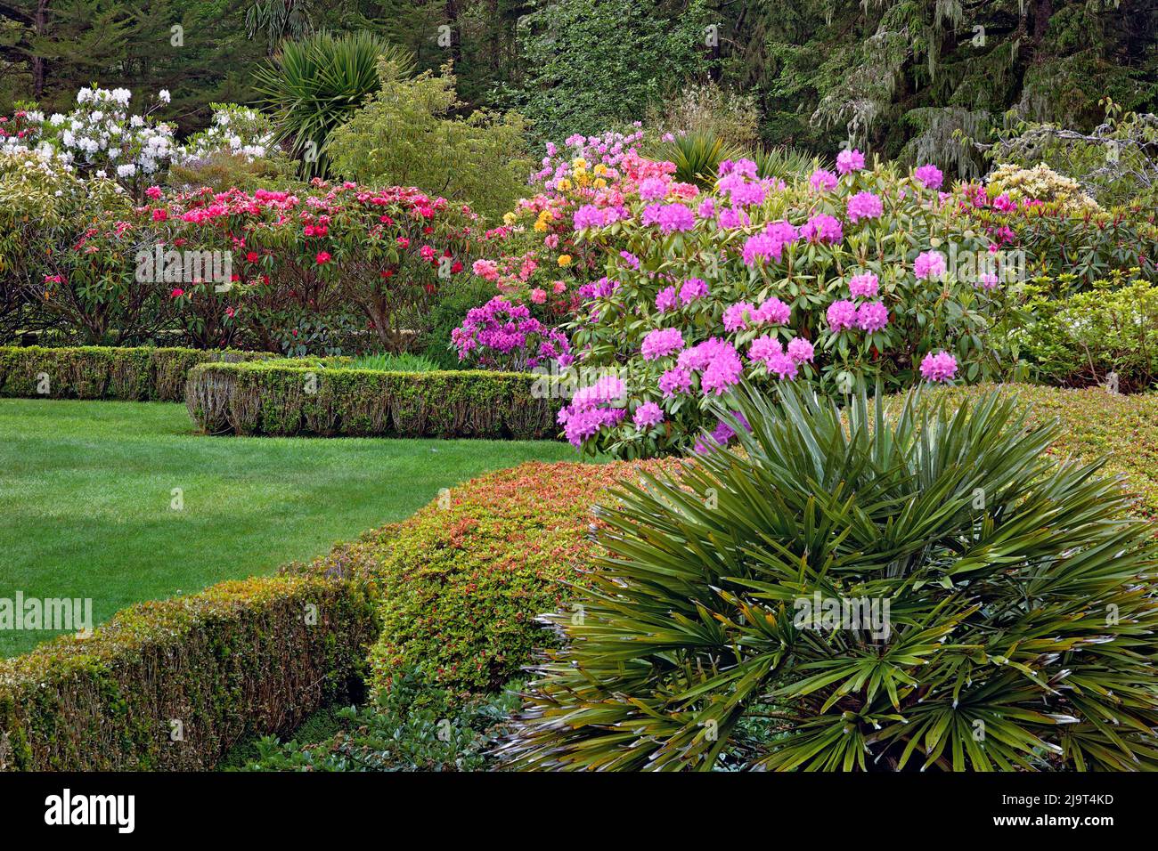 Rhododendron in full bloom, Shore Acres State Park, Coos Bay, Oregon Stock Photo